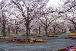 Bílaleiga Sakura (Chiba), Japan